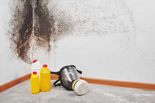 Mold Documentation for Insurance Claims in Hitchcock, TX